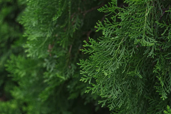 Beautiful Green Pine Leaves Pine Tree Christmas Background — Stock Photo, Image