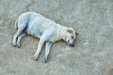 Yerel Bölgedeki Toprak Yol 'da Başıboş Köpek Uyuyor.