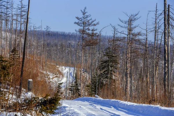 Die Schneebedeckte Straße Führt Hohen Nadelbäumen Vorbei — Stockfoto