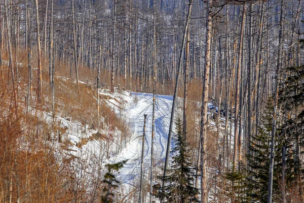 Pokryta Śniegiem Droga Przechodzi Przez Wysokie Drzewa Iglaste — Zdjęcie stockowe