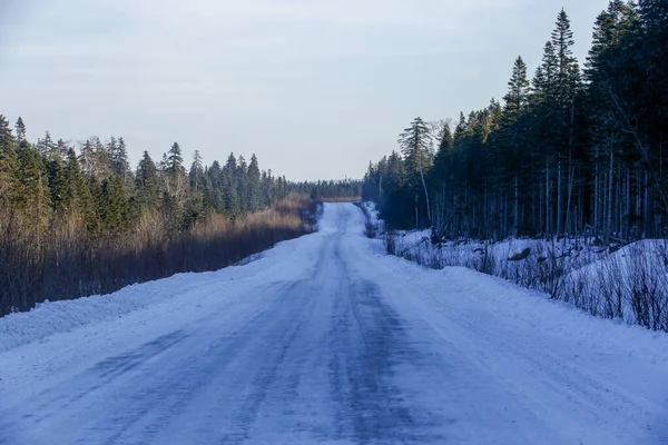 Die Schneebedeckte Straße Führt Hohen Nadelbäumen Vorbei — Stockfoto