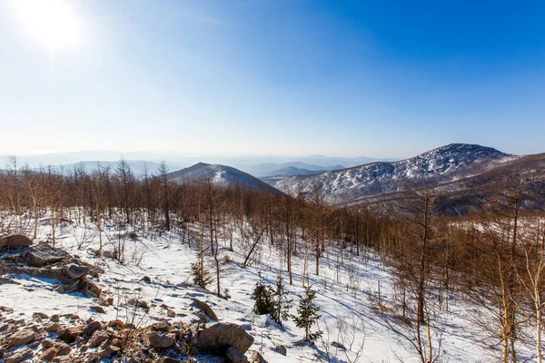 Vista Las Montañas Nevadas Cubiertas Árboles Desnudos Abetos —  Fotos de Stock