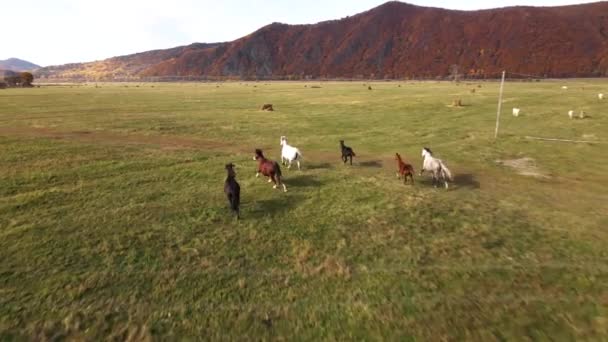 Pohled Shora Pomalý Pohyb Kamera Doprovází Koně Běžící Přes Zelené — Stock video