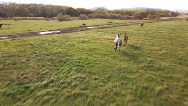 View Two Horses Run Green Pasture Cows — Stock Video