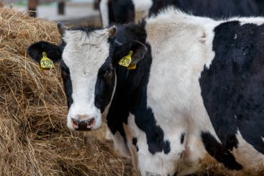 Çiftlik hayvanları. Yakın plan. Siyah ve beyaz inek otlakta samanların arkasında duruyor ve kameraya bakıyor.