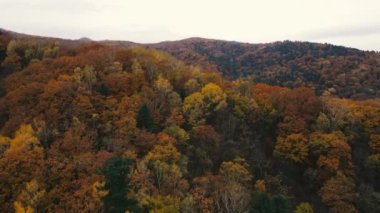 Yukarıdan bak. 4 bin. Kamera güzel bir sonbahar ormanının üzerinde uçar. Sonsuz tepeler renkli sonbahar ağaçlarıyla kaplı..