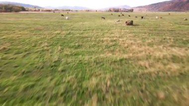 Evcil inekleri ve atları otlayan güzel yeşil bir çayır. Yukarıdan bak. Kamera hızla Rus köyündeki yeşil bir çayırda otlayan ineklerin üzerinden uçuyor.