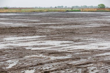 Değiştirilmiş pirinç çekleri. Pirinç tarlası yazın suyla doluyor.