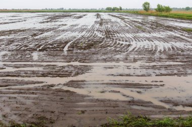 Değiştirilmiş pirinç çekleri. Pirinç tarlası yazın suyla doluyor.