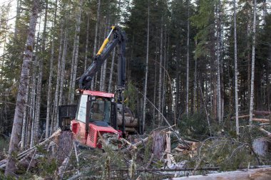 Kışlık Taih 'te ağır kereste ekipmanlarının işi. Testereyle dolu bir forvet, karlı bir dağın dik yamacından kozalaklı ağaçları yemek için iner.