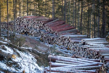 Kış taygasında küçük bir kereste deposu. Kesilen karaçam ağacı birbirinin üstünde duruyor. Taiga 'da bir orman yolunun yanında.