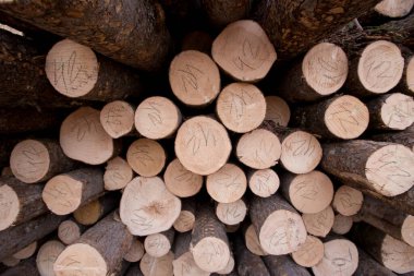 Close-up. Medium of wood in the timber yard. The cut larch lies in an open-air warehouse stock vector