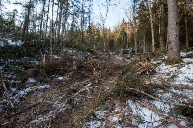 Taiga kışında ağaç kesim alanı. Kozalaklı bir ormanda, temiz bir alanın dik yamacı..