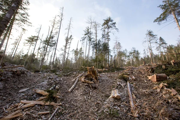 冬のタイガの伐採現場 針葉樹林内のクリアエリアの急な坂 ロイヤリティフリーのストック画像