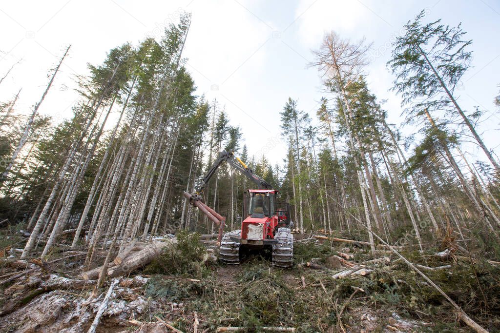 Deforestation. A modern red harvester cuts down conifers on a steep mountainside. Heavy logging equipment works in the taiga in winter