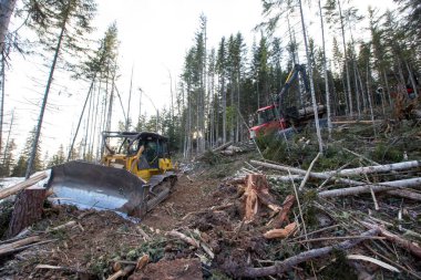 Allocated in the winter taiga, where conifers are cut down. A large yellow bulldozer clears forest clearings of small twigs and branches clipart