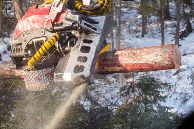 Close-up. The automatic harvester saw cuts a tree trunk in two against a dense forest background clipart