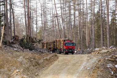 Primorsky Bölgesi, Rusya - 2016 Kış - Büyük kırmızı ağır bir kargo gemisi orman yolu boyunca çökmüş kozalaklı ağaç gövdeleri taşıyor.