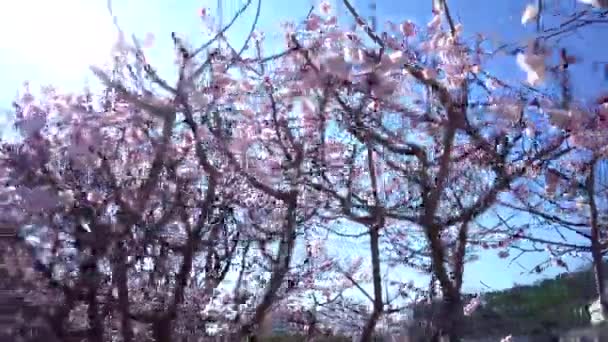 카메라는 피어나는 벚꽃이 하늘을 배경으로 주변을 거닐고 아시아 벚꽃의 분홍빛 — 비디오