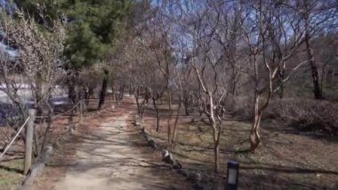 Dar bir yol boyunca küçük bir meydan boyunca yürü. Yürüme yolu kuru ağaç taçlarının altına gidiyor..