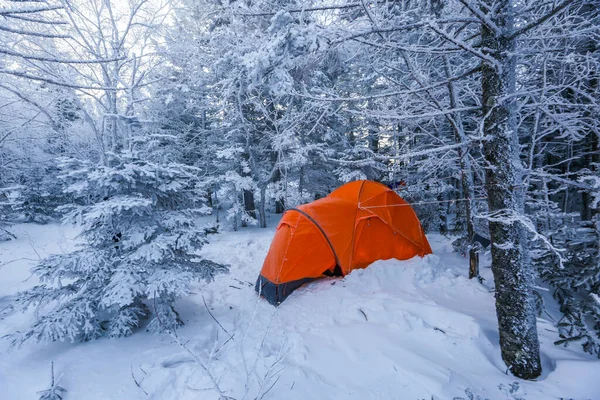 Une Tente Orange Dresse Parmi Les Arbres Enneigés Forêt Hiver Images De Stock Libres De Droits