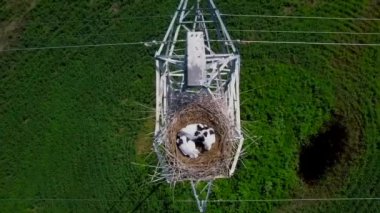 Leylek civcivleri elektrik hattı kulesinin tepesindeki yuvada yeşil çimenlerin arka planında uyurlar. Uzak Doğulu leylek yavrularının olduğu bir yuva. Kırmızı Kitap 'ta elektrik hattı desteğiyle listelenmiş. Yukarıdan görüntüle.