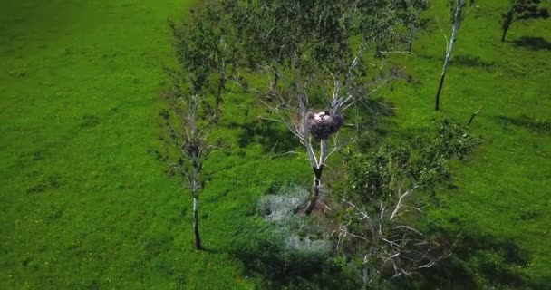 Vista Desde Arriba Los Polluelos Libro Rojo Cigüeña Del Lejano — Vídeo de stock