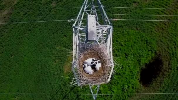 Storchenküken Schlafen Nest Oben Auf Dem Stromleitungsmast Vor Dem Hintergrund — Stockvideo