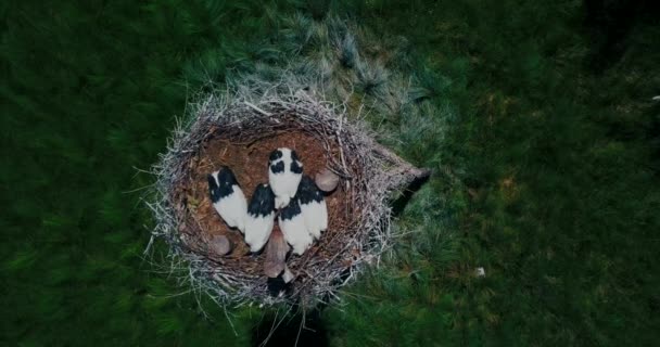 Utsikt Uppifrån Kycklingar Stork Från Fjärran Östern Förtecknade Rysslands Röda — Stockvideo