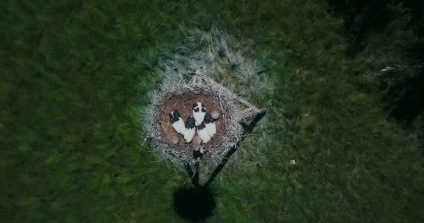 从上面看列入 俄罗斯红皮书 的一只远东鹤的小鸡睡在一个由自然保护主义者特制的木制平台顶上的一个鸟巢里 — 图库视频影像