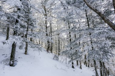 Kış ormanında karla kaplı ağaç gövdeleri. Kış manzarası. Rus Ormanı