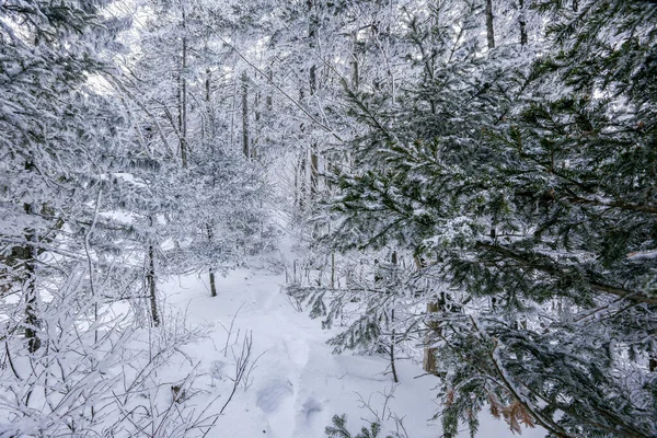 Troncos Árvores Cobertas Neve Floresta Inverno Paisagem Inverno Floresta Russa — Fotografia de Stock