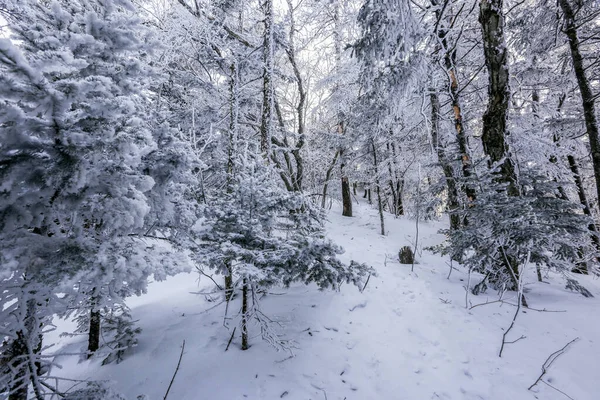 Snow Covered Tree Trunks Winter Forest Winter Landscape Russian Forest — Stock Photo, Image