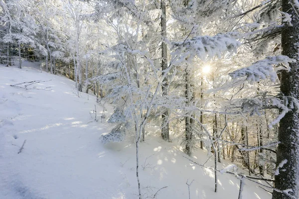 Troncos Árboles Cubiertos Nieve Bosque Invernal Paisaje Invernal Bosque Ruso —  Fotos de Stock