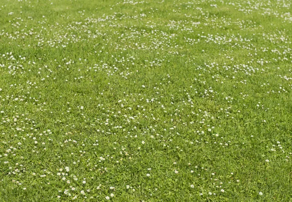 Green lawn on which grow daisies (Bellis perennis) — Stock Photo, Image