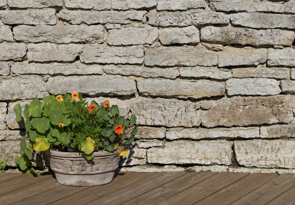 Цветы настурция в каменном цветочном горшке на деревянном коричневом полу — стоковое фото