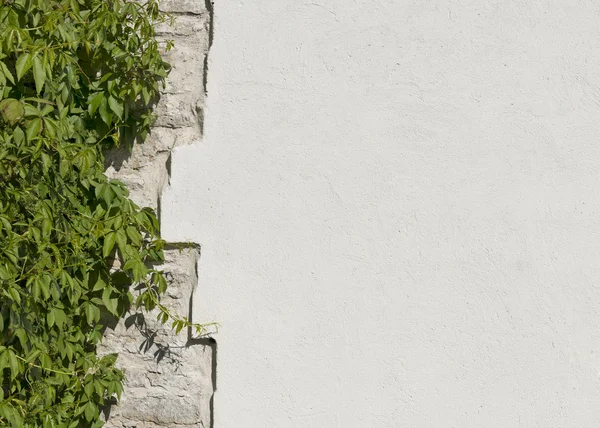 Staré vinobraní vápence a bílá omítnutá zeď které overgre — Stock fotografie
