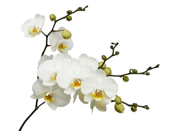 Orchidée blanche sur fond blanc isolé — Photo