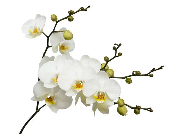 Orquídea branca sobre fundo isolado branco Imagens Royalty-Free