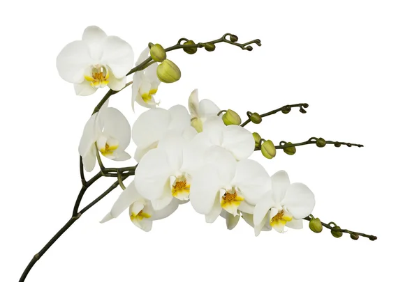 Orchidée blanche sur fond blanc isolé Images De Stock Libres De Droits