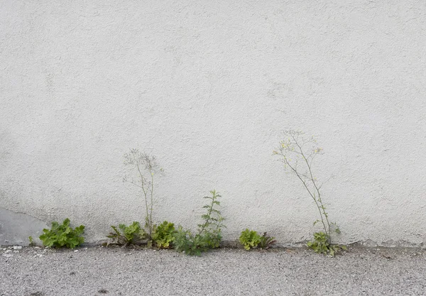 Il vecchio muro intonacato bianco, erba verde e una strada davanti ad esso un — Foto Stock