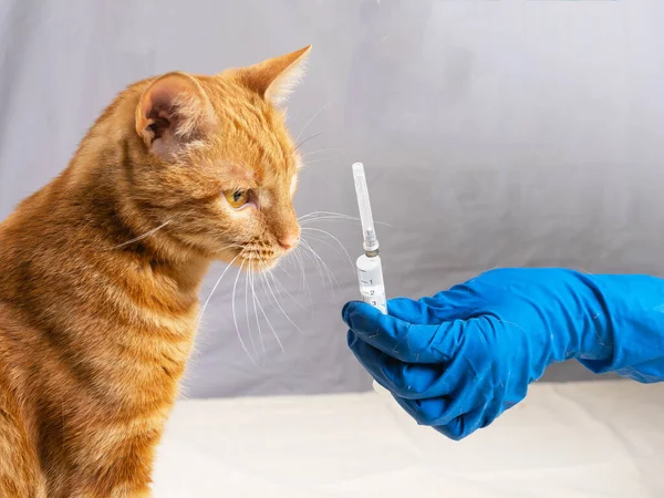 Una Mano Con Guantes Azules Gato Olfato Jeringa Antes Vacunarse Fotos de stock libres de derechos