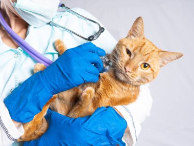 Bir veteriner parlak kırmızı bir kediyi kollarına alıp steteskopla dinler..