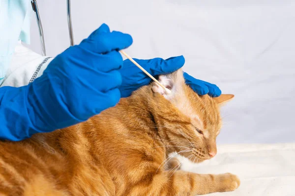 The vet girl cleans the cat\'s ears with cotton swabs