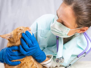 Klinikte check-up yaparken bir kedinin dişlerini inceleyen veteriner. Hayvan Bakımı Konsepti