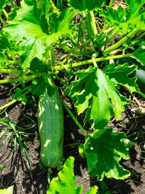 Çiçekli kabak bitkisi, bahçede kabak, organik sebzeler. Bahçe yatağında yetişen kabak bitkisi meyveleri..