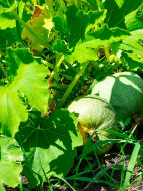 Çiçekli kabak bitkisi, bahçede kabak, organik sebzeler. Bahçe yatağında yetişen kabak bitkisi meyveleri..