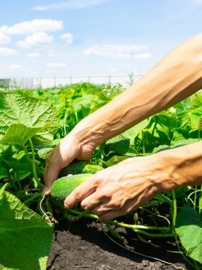 Bir kadın bahçesindeki bir yatakta salatalık topluyor.