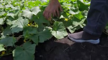 Bir kadın bahçesindeki bir yatakta salatalık topluyor.