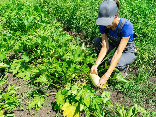 Mujer Cosechando Calabacín Jardín Poniéndolos Una Canasta —  Fotos de Stock